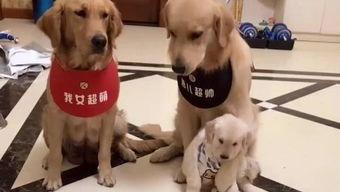 娱乐吃瓜酱送小狗视频,温馨瞬间感动网友